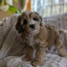 Aster ( great breeder opportunity) - Sable male Aussiedoodle puppy in Meadville, Pennsylvania from Doodle Paws Pups
