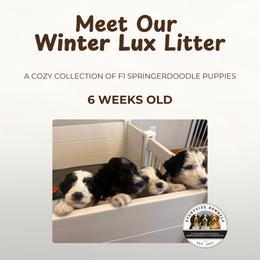Springerdoodle puppies from Storyside Kennels