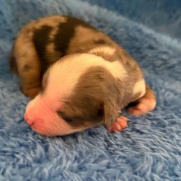 Chaos - Blue merle male Miniature American Shepherd puppy in Godley, Texas from Bradley Kennels