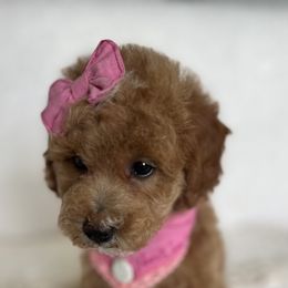 Goldendoodle and Poodle Puppies from French Creek Doodles