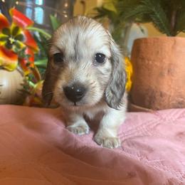 Bubs - Cream male Dachshund puppy in Perryville, Maryland from Heavenly Heritage Dachshunds and Doods
