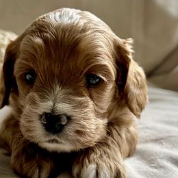 Cockapoos from Willow Lane Puppy