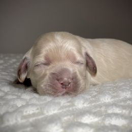 Cocker Spaniel Puppies from Brooks House Cocker Spaniels