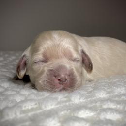 Cocker Spaniel Puppies from Brooks House Cocker Spaniels