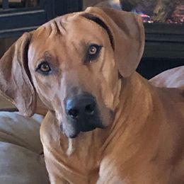 Rhodesian Ridgebacks from Zambezi Rhodesian Ridgebacks