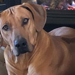 Rhodesian Ridgebacks from Zambezi Rhodesian Ridgebacks