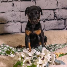 Peanut - Black and rust female Doberman Pinscher puppy in Shelby, North Carolina from IronBee Dobermans