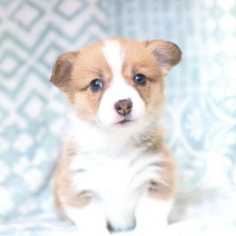 Iris - Red female Pembroke Welsh Corgi puppy in Plains, Montana from Diamond Corgis