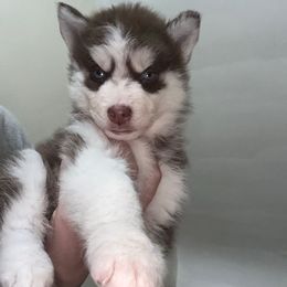 Nami - Red and white female Siberian Husky puppy in Youngstown, Ohio from Husky Breeds