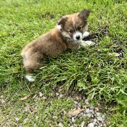 White Collar Asher - Red Pembroke Welsh Corgi puppy in Paris, Kentucky from Flat Run Corgis