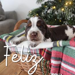 Feliz - Liver white and tan male English Springer Spaniel puppy in Barnstead, New Hampshire from C & S Farms