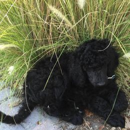 Poodle Puppies from Arindayle Standard Poodles