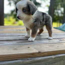 Liberty - Blue merle female Miniature Australian Shepherd puppy in Doddridge, Arkansas from Huddleston Farm