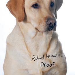 Destiny - Labrador Retriever