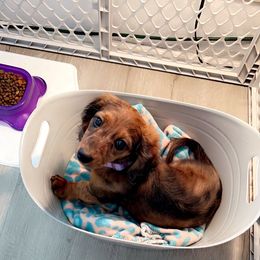 Dachshund Puppies from Royalty Grove Dachshunds