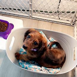 Dachshund Puppies from Royalty Grove Dachshunds