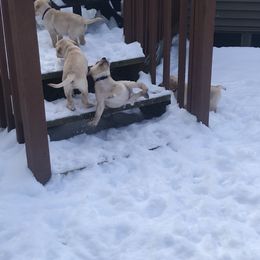 Labrador Retriever Puppies from Sycamore Kennels