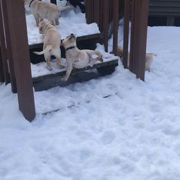 Labrador Retriever Puppies from Sycamore Kennels