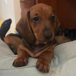 Bailey - Red female Dachshund puppy in Fort Wayne, Indiana from Hot Dog Haven