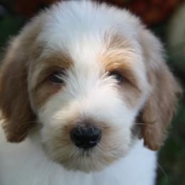 Australian Shepherd, Goldendoodle, and Poodle Puppies from 5AFarms