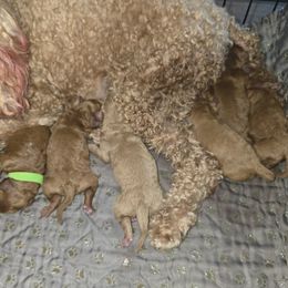 Poodle puppies from Moving and Grooving Pups