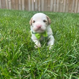 Luigi-Green - Yellow and white male Bernedoodle puppy in Casper, Wyoming from 307 Doodles