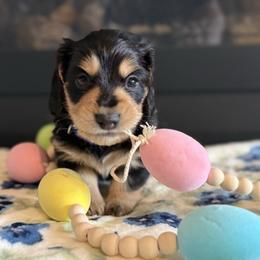 Coyote - Black and tan male Dachshund puppy in Morristown, Tennessee from Hillside Hounds
