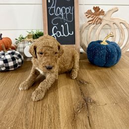 Girl 1- Pink - Red  female Poodle puppy in Town Creek, Alabama from Charming Country Poodles