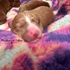 Nova Scotia Duck Tolling Retriever Puppies from Meadowlark Tollers