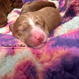 Nova Scotia Duck Tolling Retriever Puppies from Meadowlark Tollers