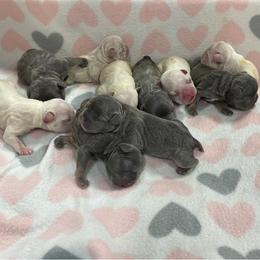 French Bulldogs from goldpawfrenchies