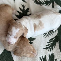 Angel - Piebald female Dachshund puppy in Wills Point, Texas from Holiday’s Darling Miniature Dachshunds
