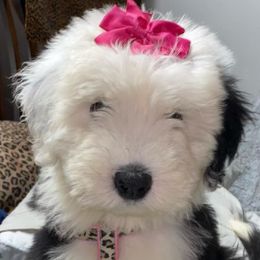 Old English Sheepdogs from Wiggle Butts x Three