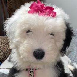 Old English Sheepdogs from Wiggle Butts x Three