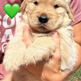 Green Boy - Golden Golden Retriever puppy in Paradise, Texas from M5 Goldens/Stephanie's Paws Unlimited