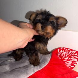 Nina - Black and tan female Yorkshire Terrier puppy in Fort Myers, Florida from Katherine’s Yorkies and Poodles