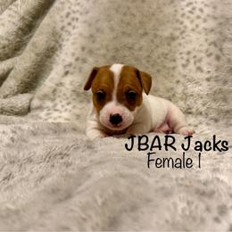 Female 1 - Tan and white female Jack Russell Terrier puppy in Bedias, Texas from JBar Jacks