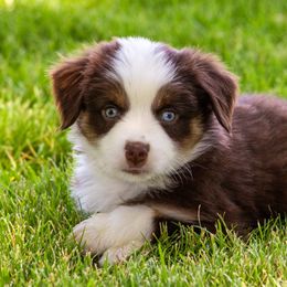Acadia - Red tri female Miniature Australian Shepherd puppy in Blackfoot, Idaho from Bellewynd Acres