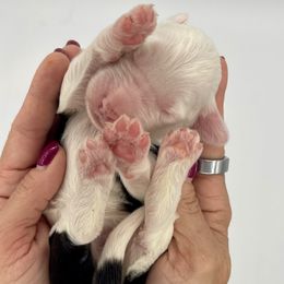 Yellow collar female - Sheepadoodle puppy from Luv My Doodle