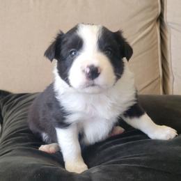 Bob Ross - Black and white male Border Collie puppy in Caledonia, Michigan from Magnolia Acres