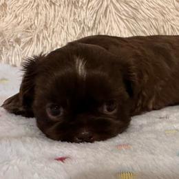 Boy 2 - Liver male Shih Tzu puppy in Tennessee from Cutshall Babies