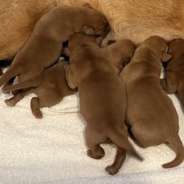 2nd Pick Male - Yellow male Labrador Retriever puppy in Harrison, Arkansas from Brandywine Labradors