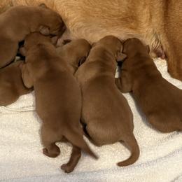 2nd Pick Male - Yellow male Labrador Retriever puppy in Harrison, Arkansas from Brandywine Labradors