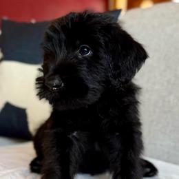 Girl 2 - Black female Giant Schnauzer puppy in Wildomar, California from My Angel Schnauzers