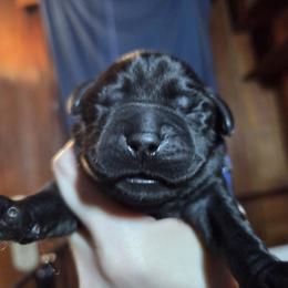 Blue Male - Black male Labrador Retriever puppy in Andrews, South Carolina from Leyland Cypress Retrievers