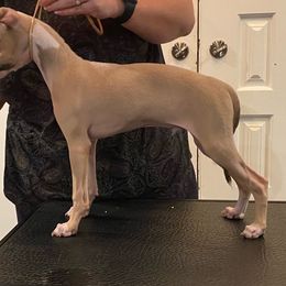 Italian Greyhound Puppies from The Breeder's Assistant