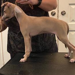 Italian Greyhound Puppies from The Breeder's Assistant