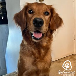 Juliette - Companion Cross