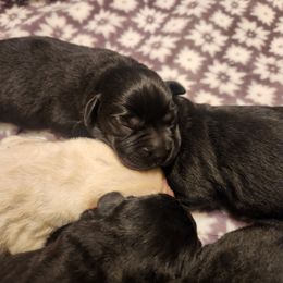 Asia - Yellow female Labrador Retriever puppy in Braselton, Georgia from Bel Amour