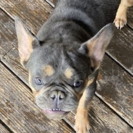 French Bulldogs from Danielle's Frenchies